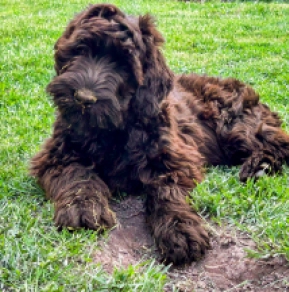Perros Ruso Negro Terrier en venta