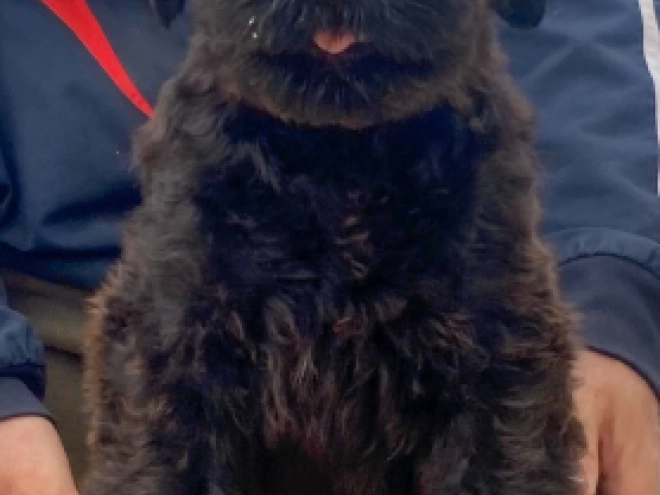 Perros Ruso Negro Terrier en venta