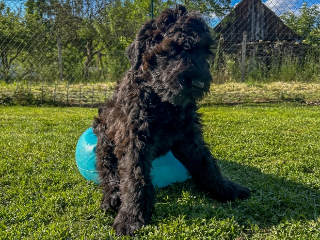 Perros Ruso Negro Terrier en venta