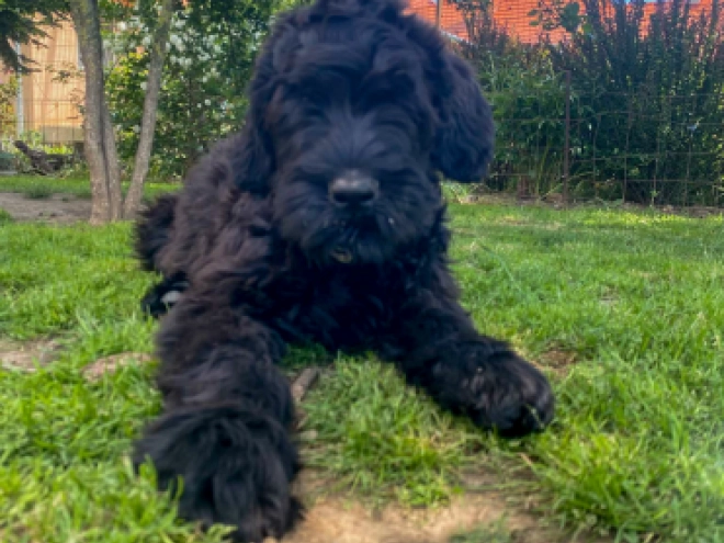 Perros Ruso Negro Terrier en venta
