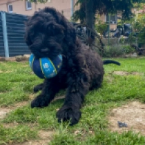 Tornado, black Black Russian Terrier for sale