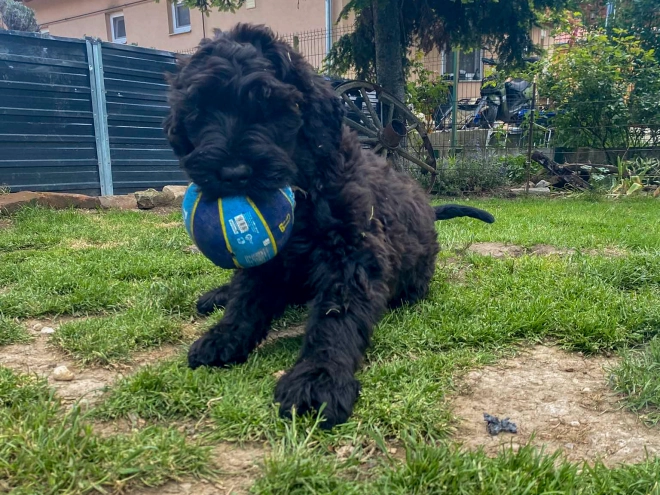 Perros Ruso Negro Terrier en venta