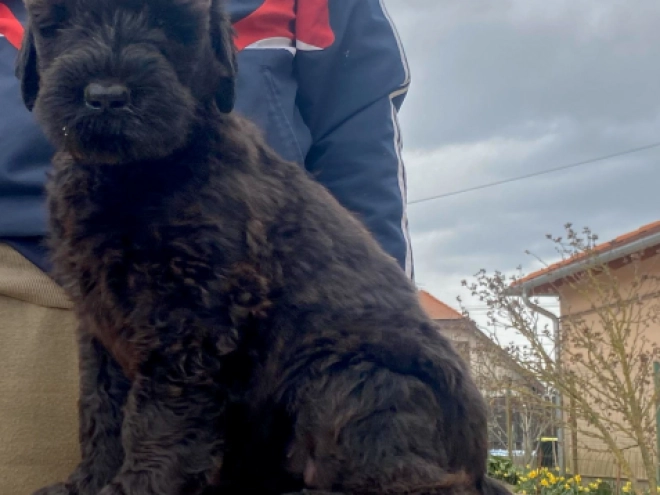 Perros Ruso Negro Terrier en venta