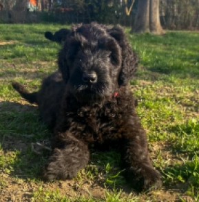 Black Russian Terrier puppy