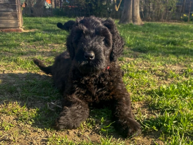 Perros Ruso Negro Terrier en venta