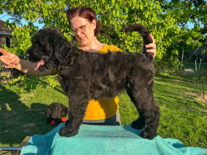 Perros Ruso Negro Terrier en venta