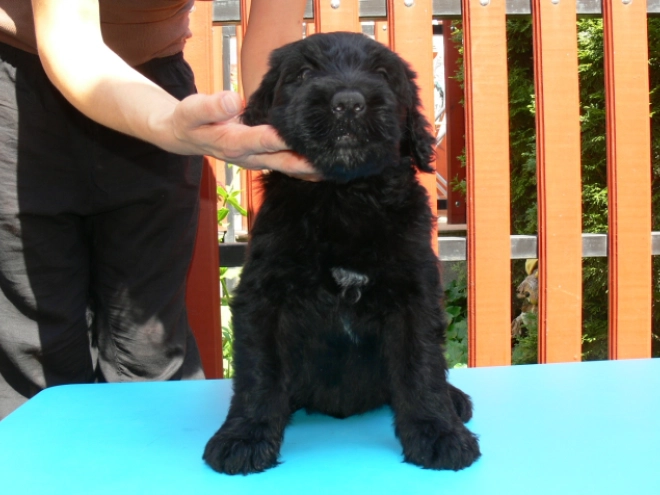Black Russian Terrier puppy for sale