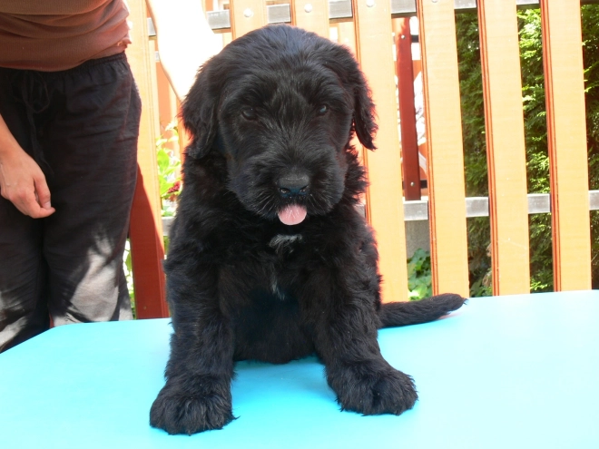 Black Russian Terrier puppy for sale