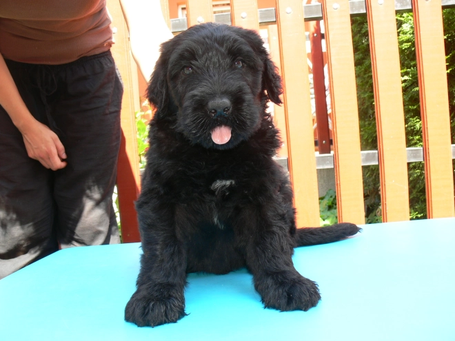 Black Russian Terrier puppy for sale