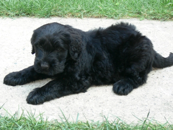 Black Russian Terrier puppy for sale