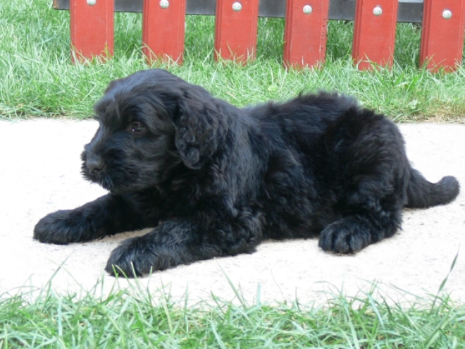 Black Russian Terrier puppy for sale