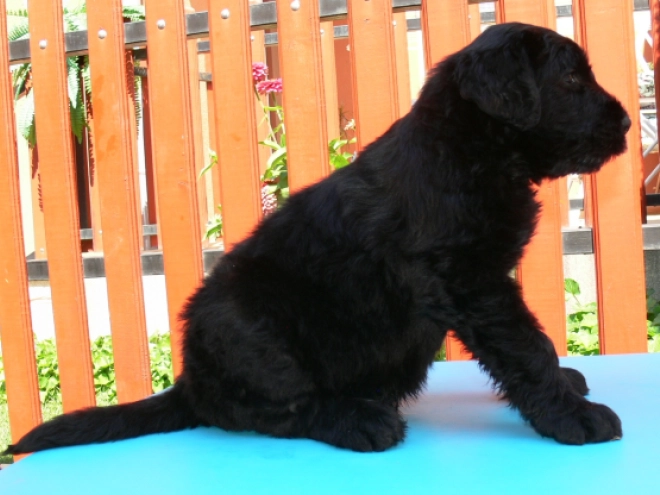 Black Russian Terrier puppy for sale