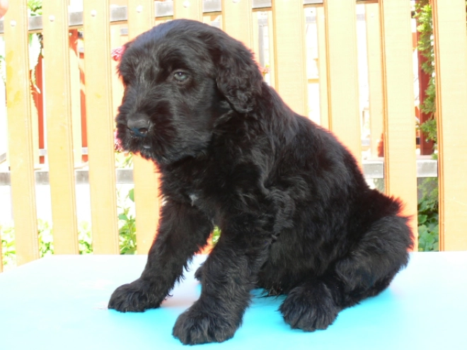 Black Russian Terrier puppy for sale
