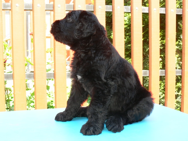 Black Russian Terrier puppy for sale