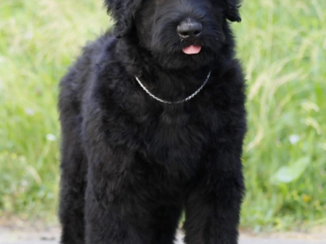 Perros Ruso Negro Terrier en venta