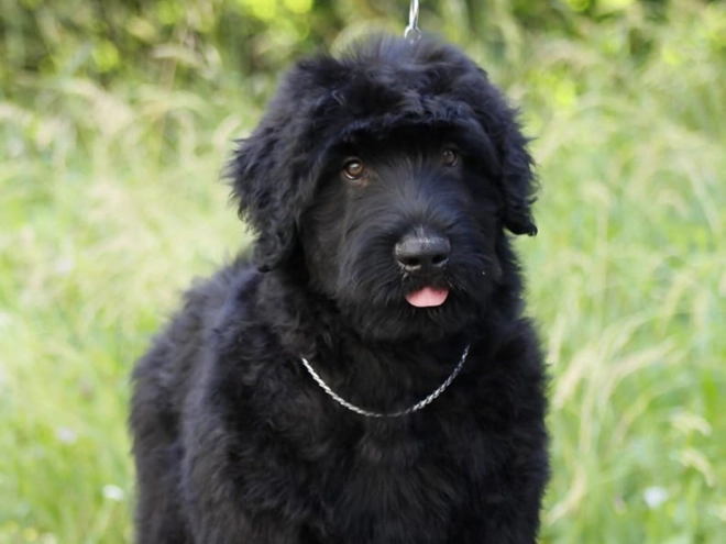 Perros Ruso Negro Terrier en venta