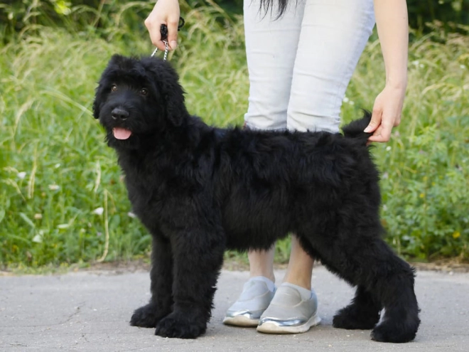 Perros Ruso Negro Terrier en venta