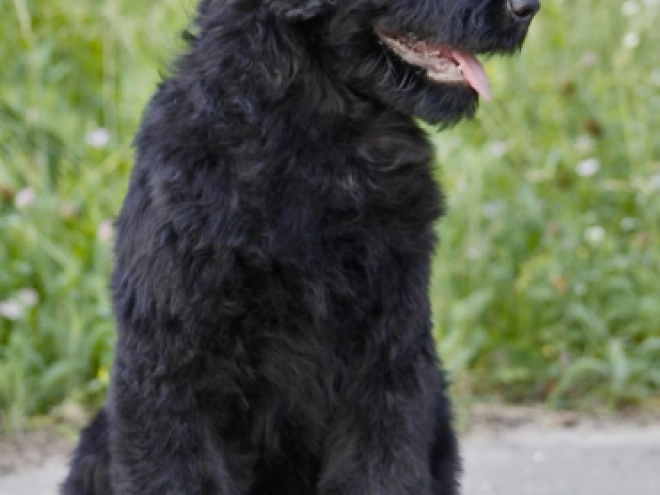 Perros Ruso Negro Terrier en venta