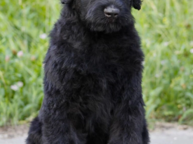 Perros Ruso Negro Terrier en venta