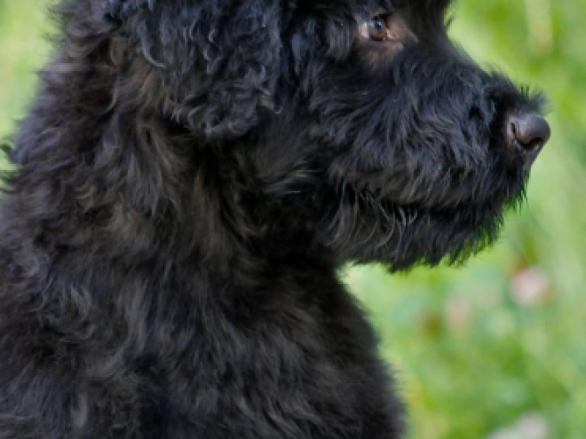 Perros Ruso Negro Terrier en venta
