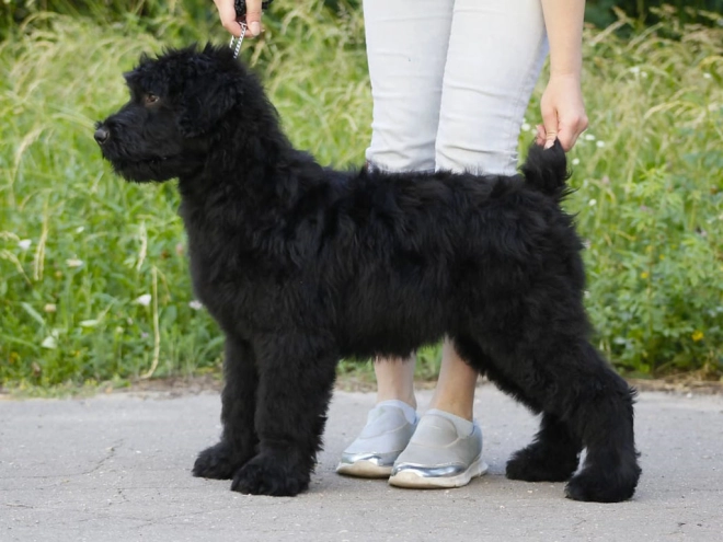 Perros Ruso Negro Terrier en venta