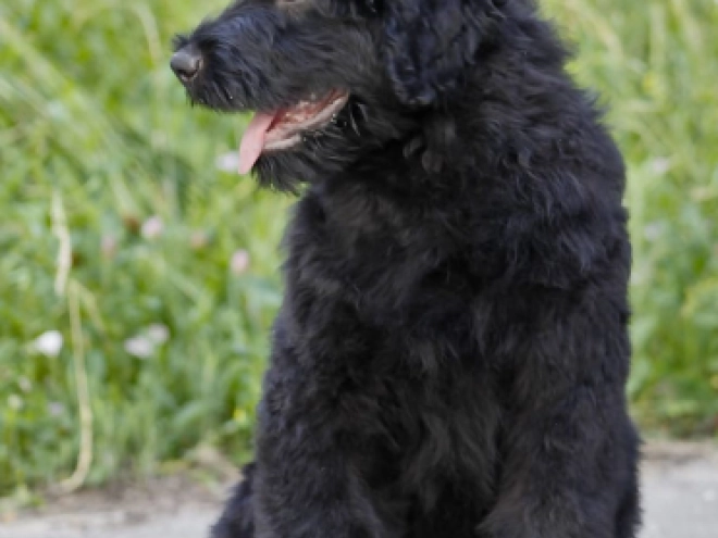 Perros Ruso Negro Terrier en venta