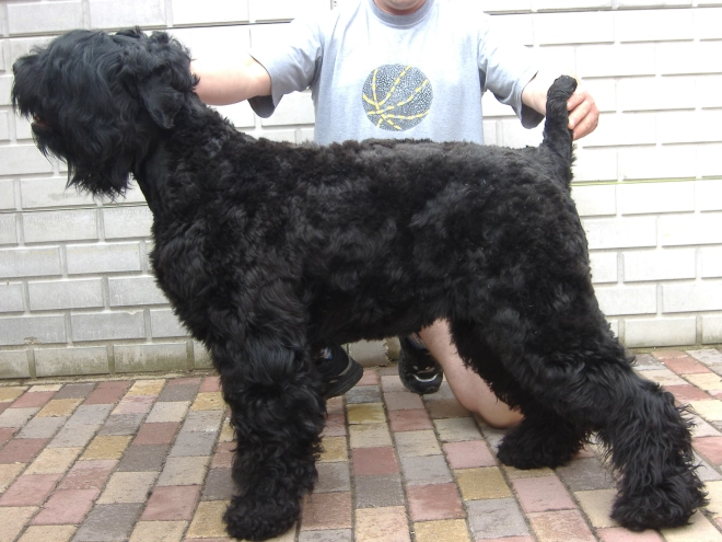 Black Russian Terrier puppy for sale