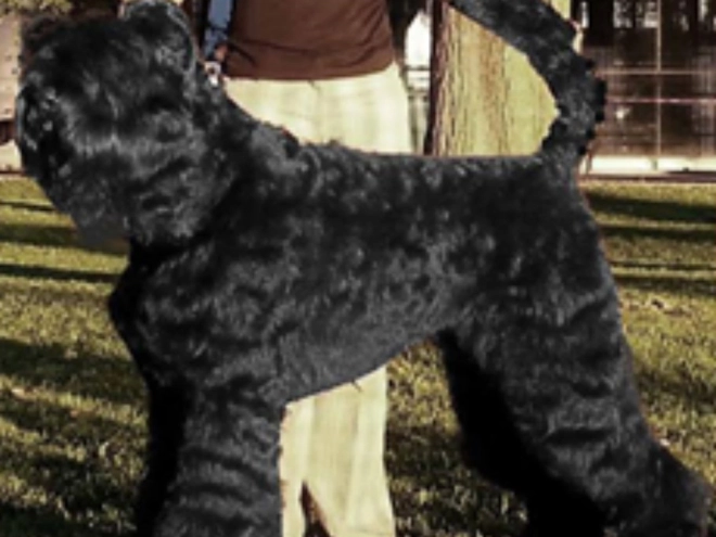 Perros Ruso Negro Terrier en venta