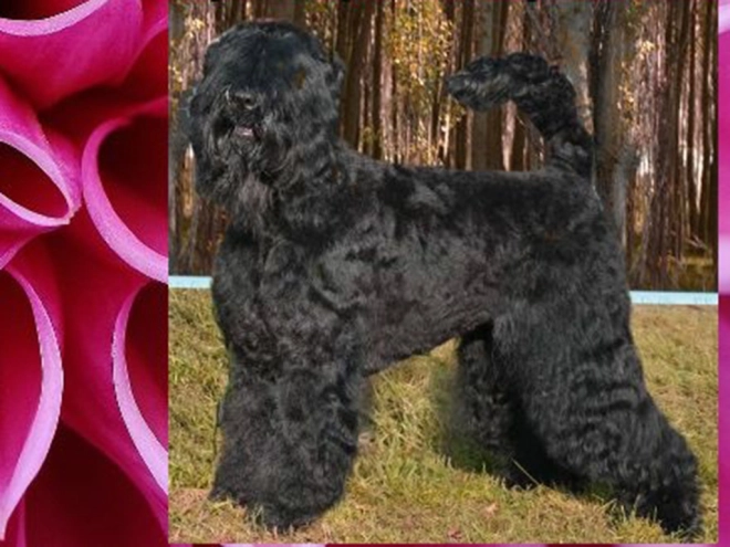 Perros Ruso Negro Terrier en venta
