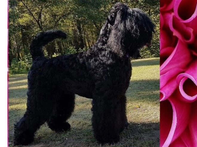 Perros Ruso Negro Terrier en venta