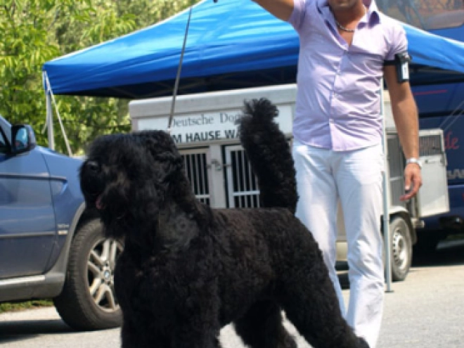 Black Russian Terrier puppy for sale
