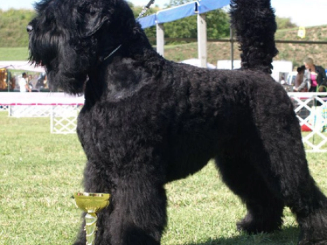Black Russian Terrier puppy for sale