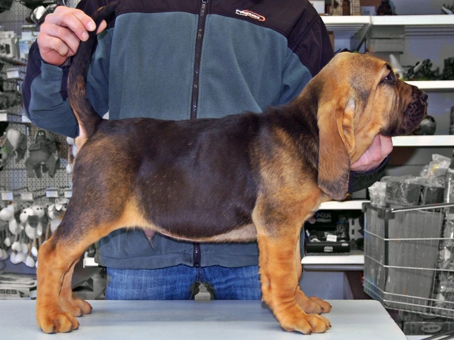 Bloodhound puppy for sale