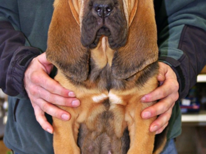 Bloodhound puppy for sale