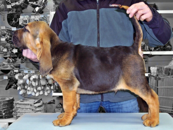 Bloodhound puppy for sale