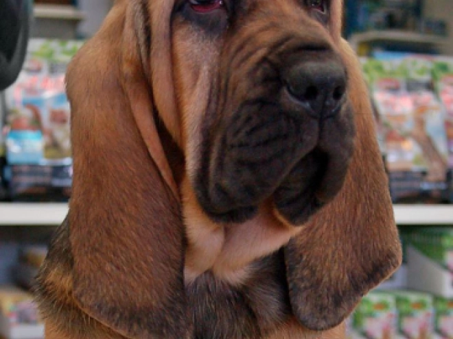 Bloodhound puppy for sale