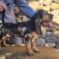 Bloodhound puppy for sale