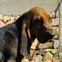 Bloodhound puppy for sale