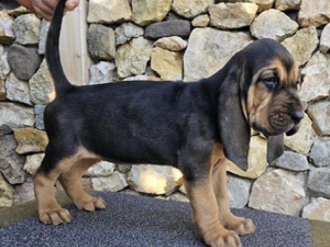 Bloodhound puppy for sale