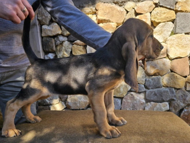 Bloodhound puppy for sale