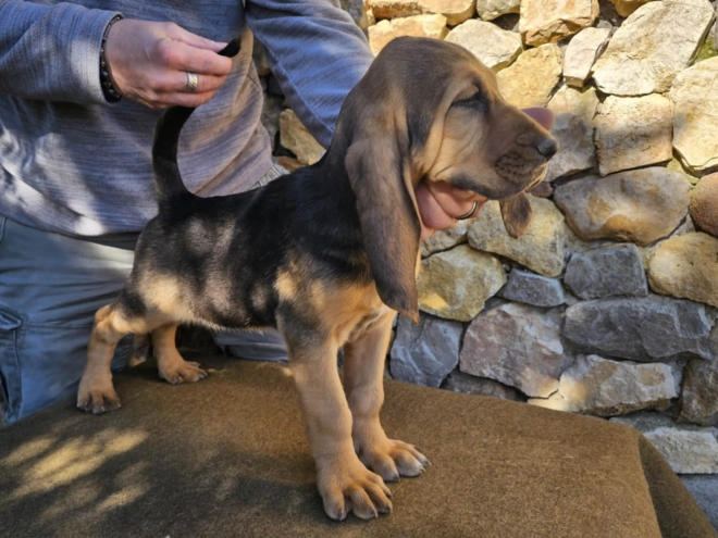 Bloodhound puppy for sale