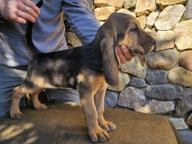 Bloodhound puppy for sale