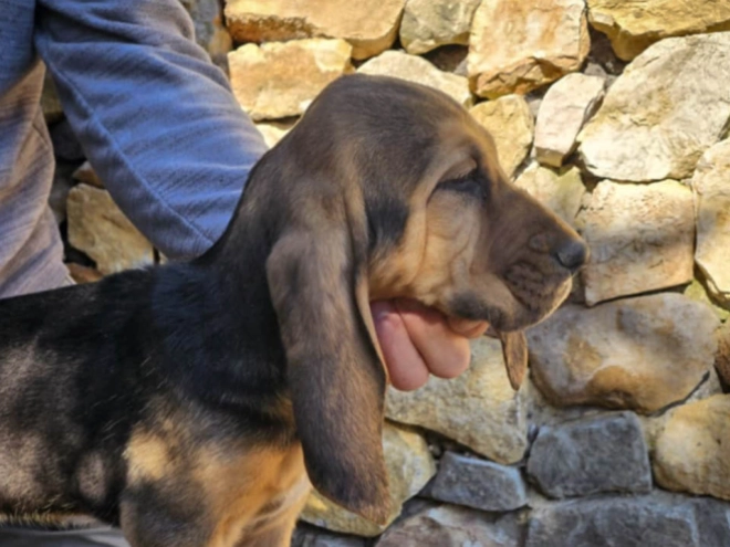 Bloodhound puppy for sale