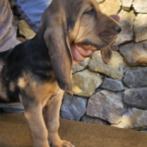 Bloodhound puppy for sale