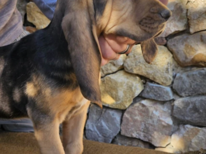 Bloodhound puppy for sale