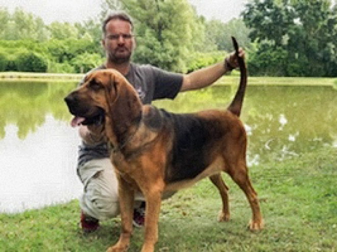 Bloodhound puppy for sale