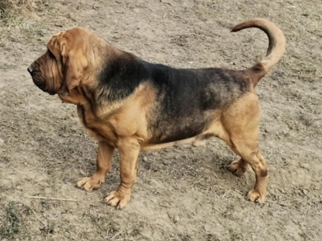 Bloodhound puppy for sale