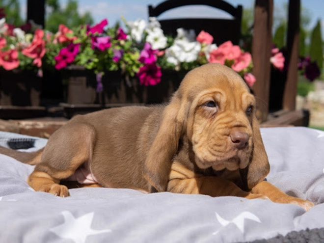 Perros Sabueso de San Huberto en venta