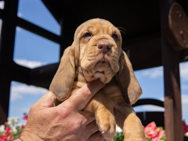 Perros Sabueso de San Huberto en venta
