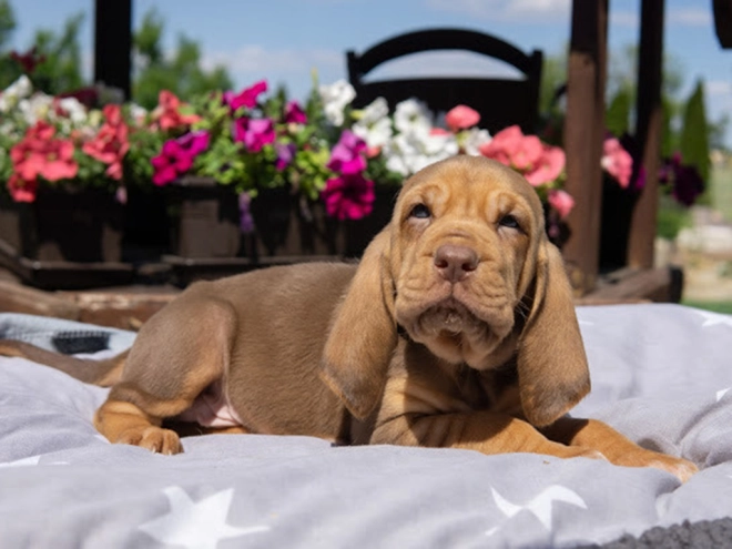 Perros Sabueso de San Huberto en venta